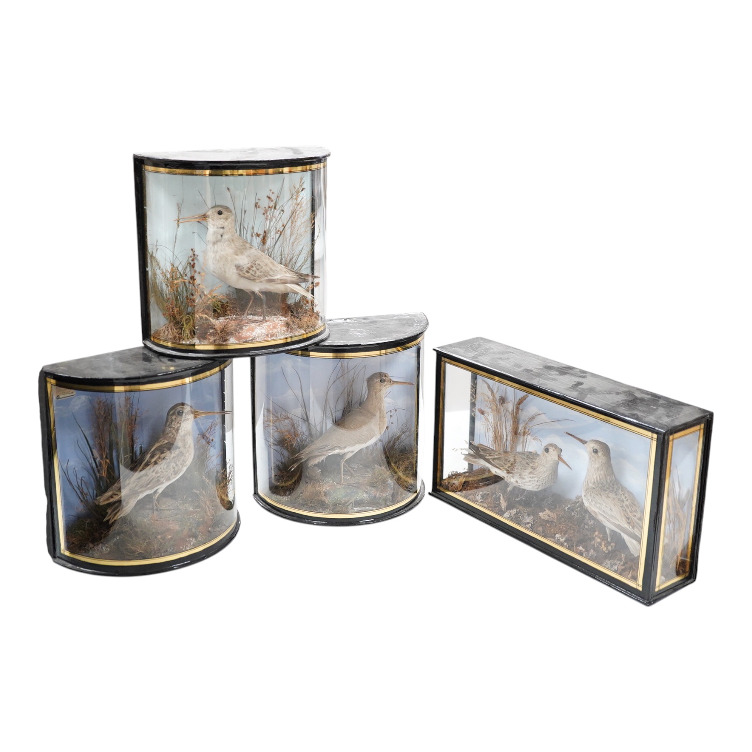 Four early 20th century cases of taxidermy dunlin birds; a pair in a flat fronted case, 18.5cm high, 32cm wide, and three individually mounted in bow fronted cases, two with labels reading; ‘Preserved by J.Cooper, 28 Rad